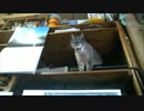 ジャンくんの特技　父と子のキャッチボール