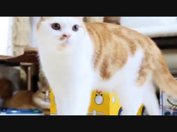 【マンチカンズ】マンチカン一家の平穏な朝