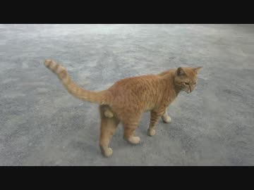 【野良猫観察記】公園猫三国志、流れキジトラが猛威を振るう【テスト】