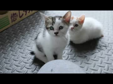 ちゃとらとはちわれ　2014三毛かあさんのこ