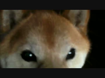 掃除の邪魔 柴犬ジロー