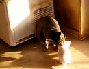 本当の親子のように仲が良いミクちゃんと子猫です！