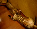うちのぬこ16