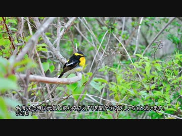 2014-05-18 富士山と芝桜ツーリング　番外編