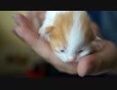 【#216】 子猫の鳴き声で日本崩壊　【猫万歳】