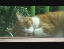 公園の栗白猫、無防備にすやすやと眠る