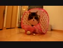 【たぬこ】今日の３分キャット2014.05.20