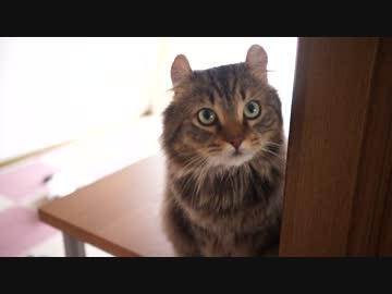 【#217】 長毛種は毛がないとスマート　【猫万歳】