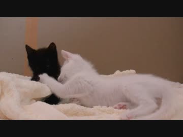 くるねこ大和　20140521　離乳にはまだ遠い