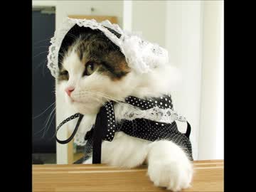猫のコスプレ画像集