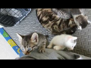 ちゃとらとはちわれ　2014まだまだ赤ちゃん気分