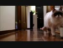 どうしても追いかけてきてほしい猫