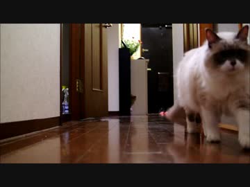 どうしても追いかけてきてほしい猫