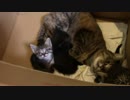 【生後33日】きょうの仔猫【蒼民家の猫々】