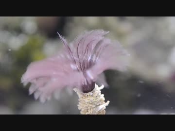 【マリンアクアリウム】海水水槽をはじめてみた　part8