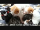【#218】 生後１５日目　【猫万歳】