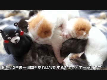 【#218】 生後１５日目　【猫万歳】