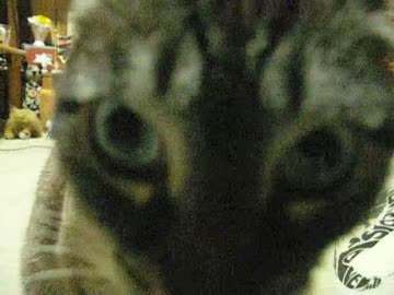 とても切ないジャンくんの鳴き方