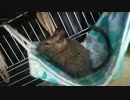【デグー】こむぎ君と暮らそう　６