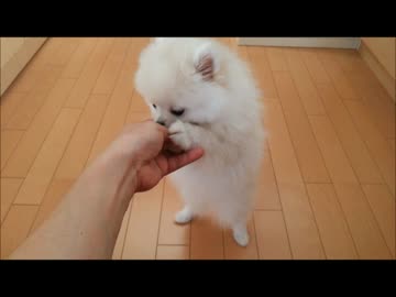 このままバターに?尻尾が気になりグルグル モフモフタレ目白ポメ3ヶ月♂