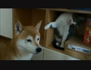 ある朝の柴犬いちごと猫ミルキー　