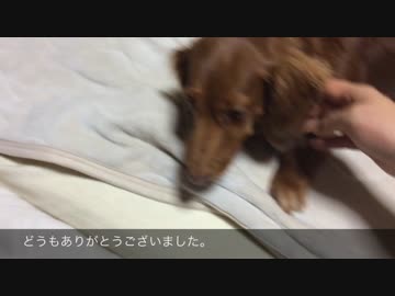 チョコレートにゃん