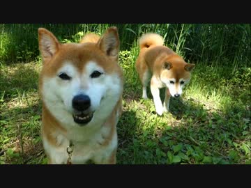 新緑と柴犬ひかいち　