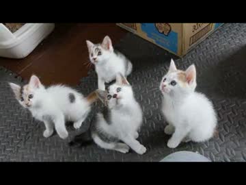 ちゃとらとはちわれ　2014遊びたい年頃