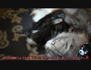 【#219】 反省点　【猫万歳】
