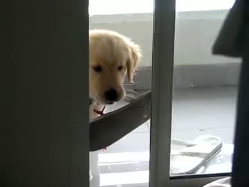 ∪・ω・∪　わんわんお！