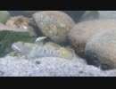 【淡水水槽】木曽川の生物その1 ヨシノボリ