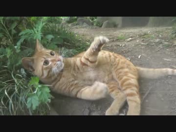 早朝の公園で野良猫釣りをしてみた