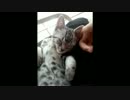 っぴーんってしながらお昼寝する猫