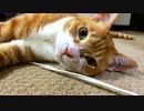 【２号】かまってアピールでくねくねするぬこww【ネコ】