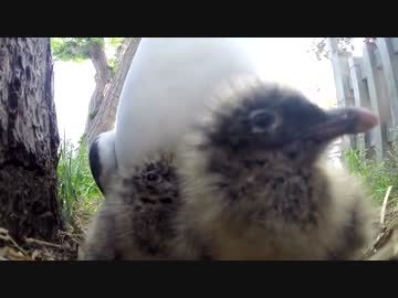 ウミネコの鳴くコロニー