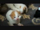 【#220】 みゃーみゃーみゃー！　【猫万歳】