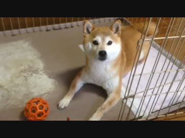 困惑するシバイヌ