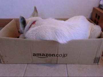 【ホワシェパ】Amazon犬【メグ動画＊No.31】