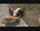 猫好き五大聖地【青島】その１