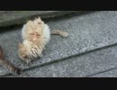 猫好き五大聖地【青島】その２