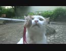 【実験】猫のフレーメン反応発生器をつくってみた