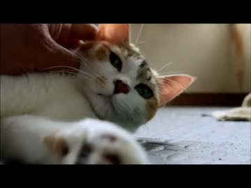 ちゃとらとはちわれ　2014三毛ちゃんとこども