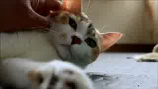 ちゃとらとはちわれ　2014三毛ちゃんとこども