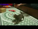 ぐるぐるたまちゃん