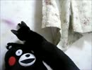 猫屋敷～その228　くまもんVSまりさ（ちと違うが）