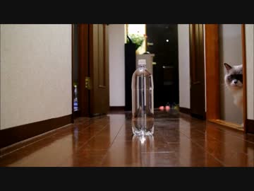 ねことペットボトル