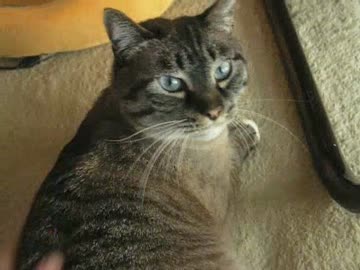 パパとジャンくんのマッタリした会話