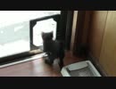 【生後36日】きょうの仔猫B【蒼民家の猫々】