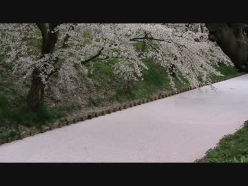 【一本桜】　忘郷の老桜　【千本桜】