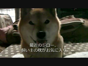 飼い主の枕が好き！　柴犬ジロー